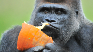 Koko Was a Real One